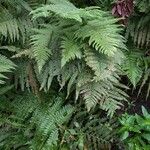 Dryopteris filix-mas Feuille