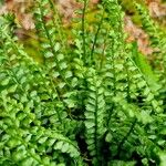 Asplenium viride Лист