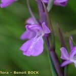 Anacamptis palustris Virág