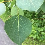 Populus tremuloides Leaf