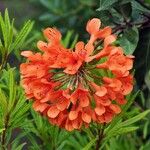 Rhododendron fallacinum फूल