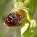 Ophrys virescens Lorea