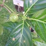 Morinda citrifolia Fruit