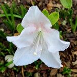 Rhododendron schlippenbachii Floro