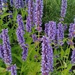 Agastache rugosa Virág