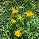 Trollius chinensis फूल