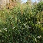 Conopodium majus Habit