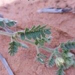 Tribulus pentandrus برگ