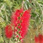 Callistemon citrinusFlower