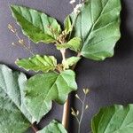 Boerhavia erecta List