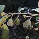 Hymenocardia acida Fruit