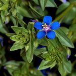 Lysimachia foemina Flower