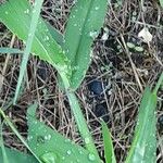 Digitaria sanguinalis Лист