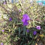 Ruellia simplex Flors