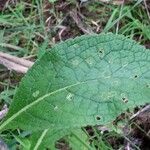 Verbascum creticum Листок