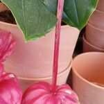 Medinilla magnifica Plante entière