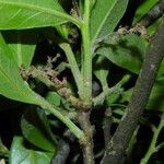 Quercus salicifolia ഫലം