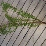 Asplenium platyneuron Leaf