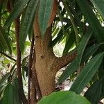 Ficus binnendykii Leaf