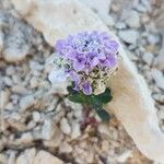 Iberis carnosa Flower