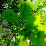 Quercus shumardii 葉