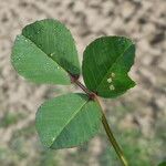 Medicago polymorpha Leaf