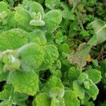 Mentha suaveolens Ліст