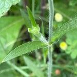 Silene bellidifolia 叶