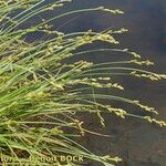 Carex canescens Natur