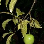 Preslianthus pittieri Fruit