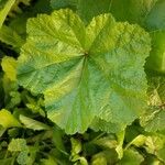 Malva setigera Leaf