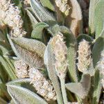 Plantago ciliata Folha