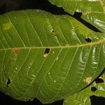 Dendropanax arboreus Blad