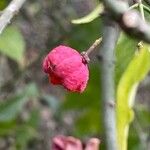 Euonymus europaeus ᱡᱚ