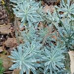 Euphorbia characias Habitat