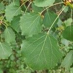 Populus nigraFoglia