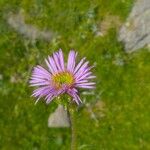 Aster alpinus Kwiat