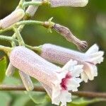 Paederia foetida Virág