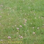 Armeria canescens आदत