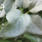 Paederia foetida Levél