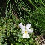 Viola calcarata Flor