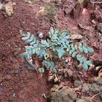 Albizia zygia Hoja