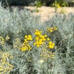 Helichrysum italicumКветка