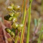 Scheuchzeria palustris Vaisius