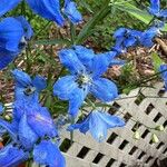 Delphinium grandiflorum Квітка