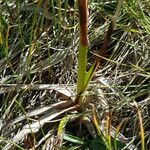 Eriophorum latifolium 葉