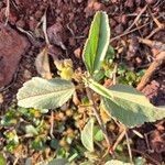 Melhania velutina Leaf