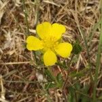 Potentilla hirta Flower