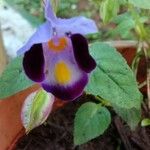 Torenia fournieriफूल