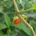 Besleria lutea Fruit